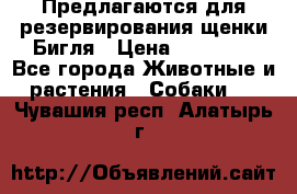 Предлагаются для резервирования щенки Бигля › Цена ­ 40 000 - Все города Животные и растения » Собаки   . Чувашия респ.,Алатырь г.